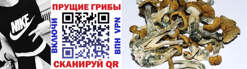 Псилоцибиновые грибы прущие грибы  Рыльск 